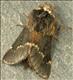 1631 (66.001) December Moth